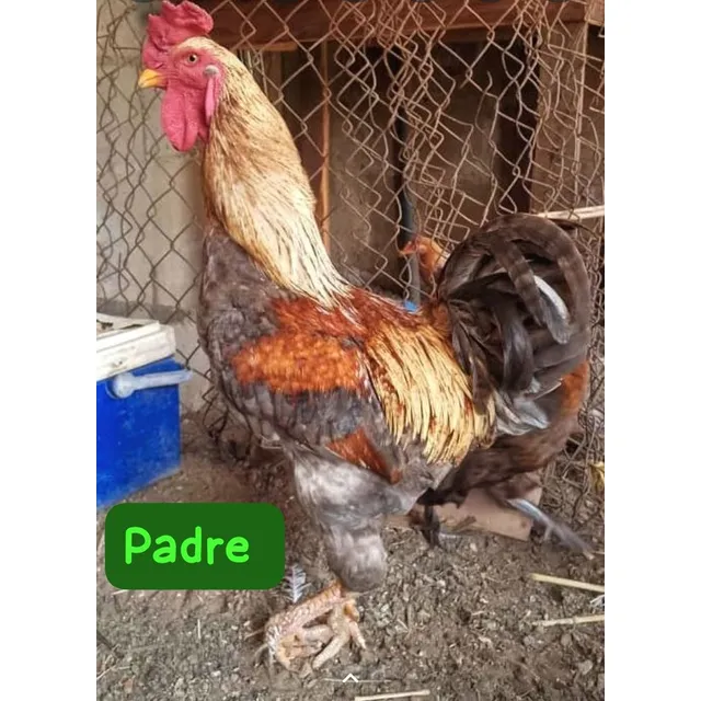 Pollitos Y Pollos De Raza Indio Brasileño Perdiz Azúl Dorado