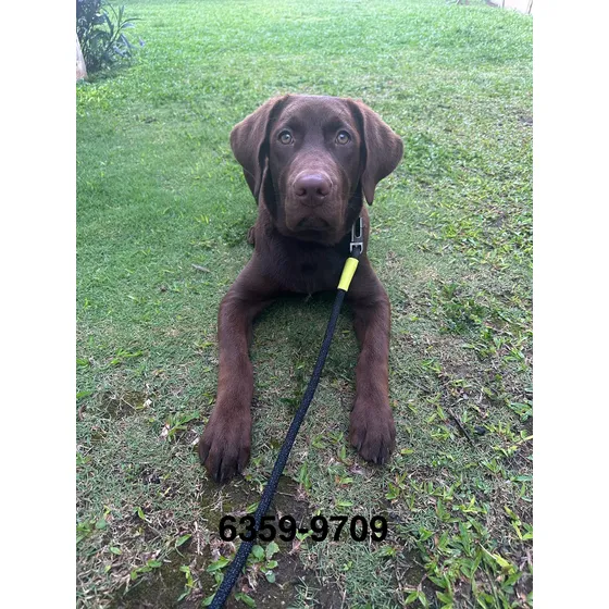 Labrador Retriever Cachorro