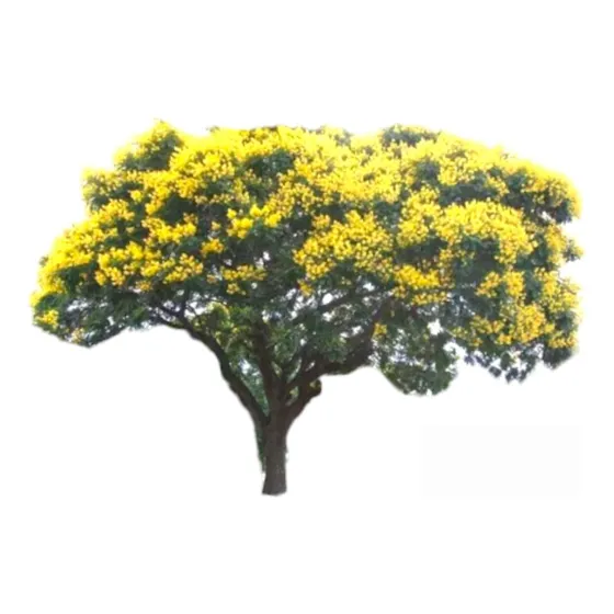 Ibirapitá , Árbol De 1.2 Metros De Altura