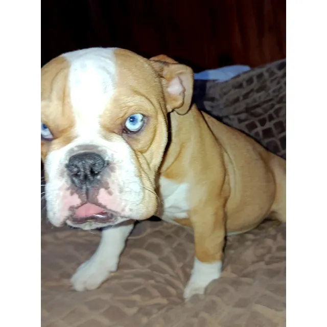 Bulldog Inglés Cachorra