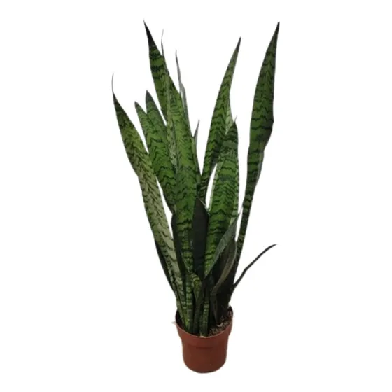Muda Sansevieria Espada São Jorge
