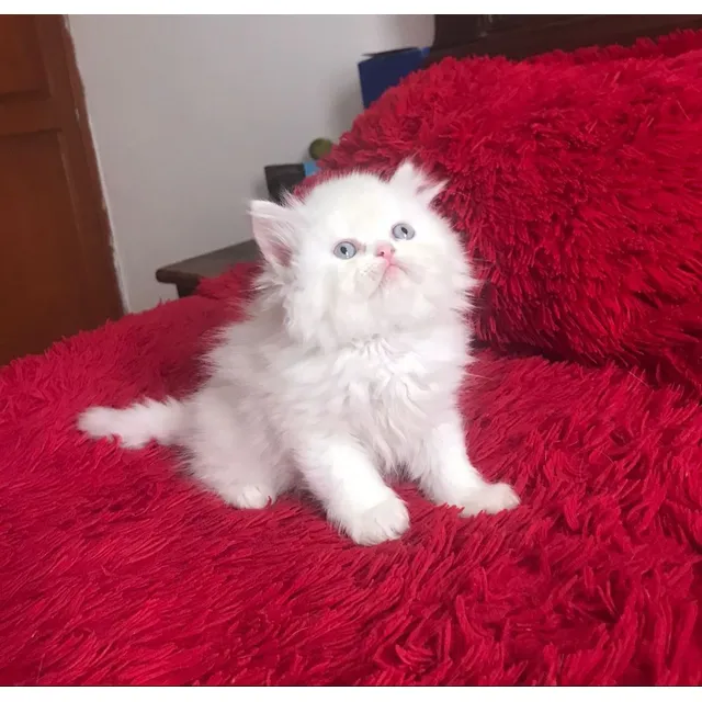 Gato Persa Pura Raza Bogotá, Suba Animal Pets Colombia