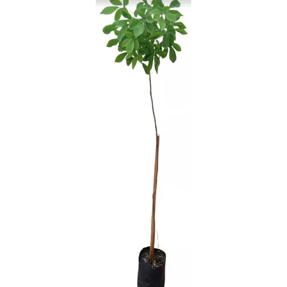 Árbol Lapacho Amarillo !!!