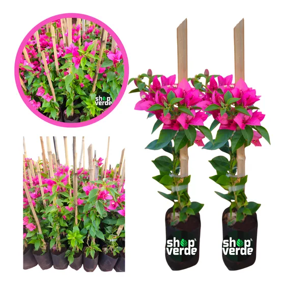 Primavera Sem Espinho Trepadeira 2 Unidades 40cm Rosa
