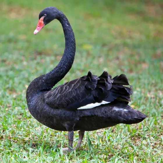 Casal De Cisne Negro Aves Ornamentais