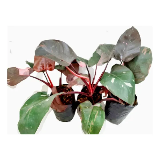 Hermosa Planta Philodendron Pink Princess + Envio Gratis