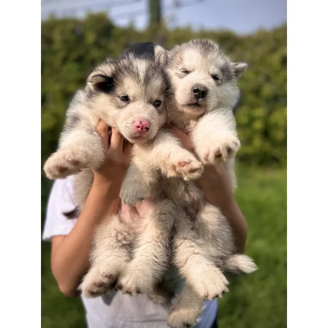 Cachorros Alaska Malamute Pedigree Líneas De Importación