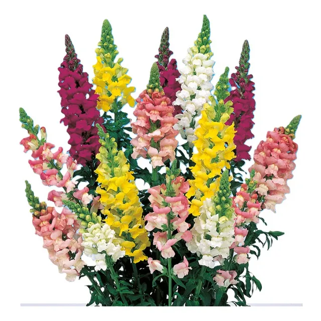Sobre Para Sembrar 50 Plantas Floral Antirrhinum