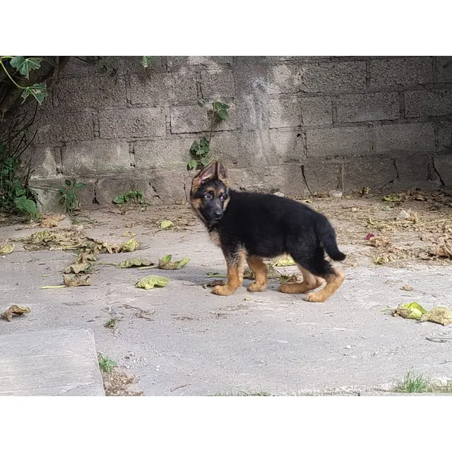 Cachorras Pastor Alemán Puros Padre Y Madre Con Pedigree