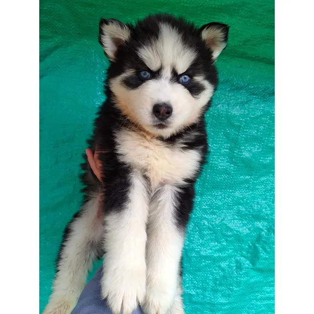 Husky Siberiano Macho 2 Meses, Pelaje Largo, Vacunado