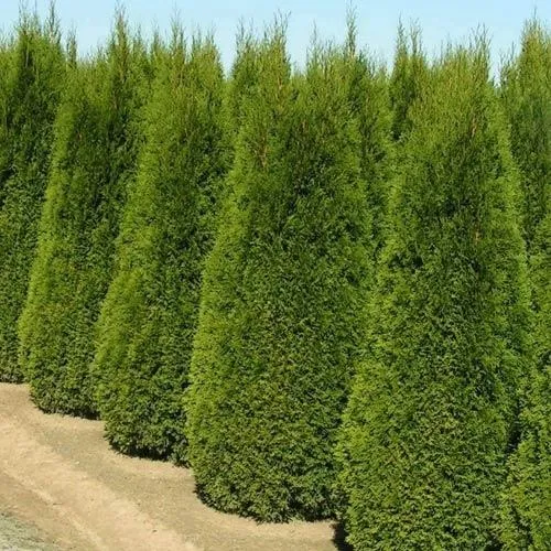 20 Sementes Tuia Vasos Thuja Occidentalis Pinheiro P/ Mudas