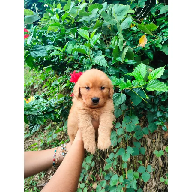 Golden Retriever Macho Pelo Largo