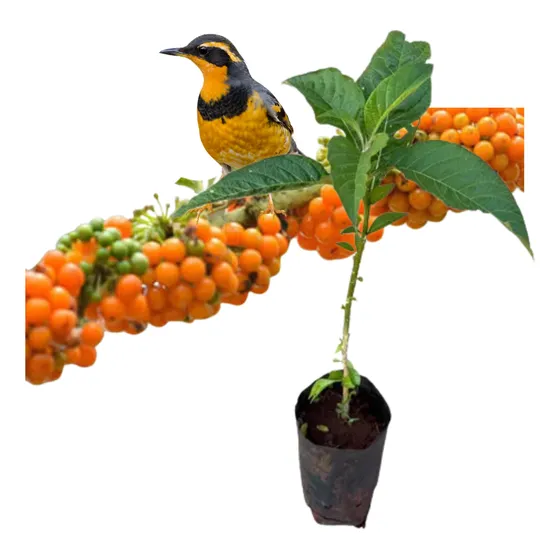 Muda Grande De Fruto Do Sabiá Clonada 1 Metro Já Produz