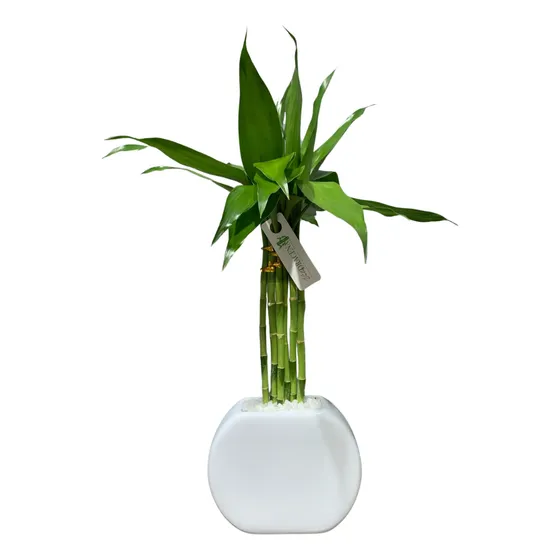 Bambu Da Sorte Aquática Natural Com Vaso Lua Flor