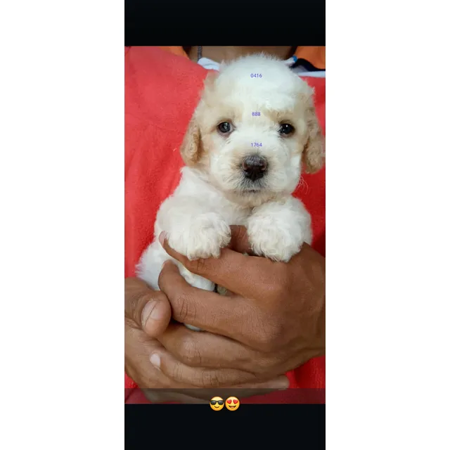 Poodle Mini Toy