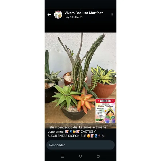 Bromelias Hermosas.