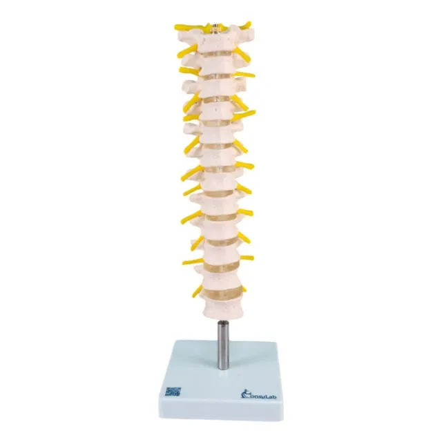Coluna Vertebral Torácica