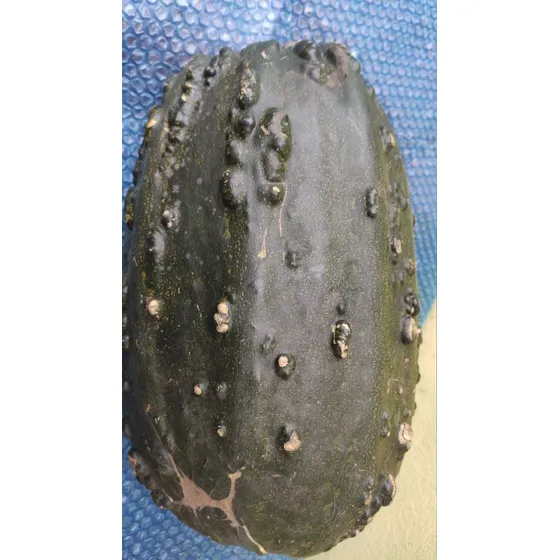 Sobre Semilla Zapallo Criollo Para Dulce.