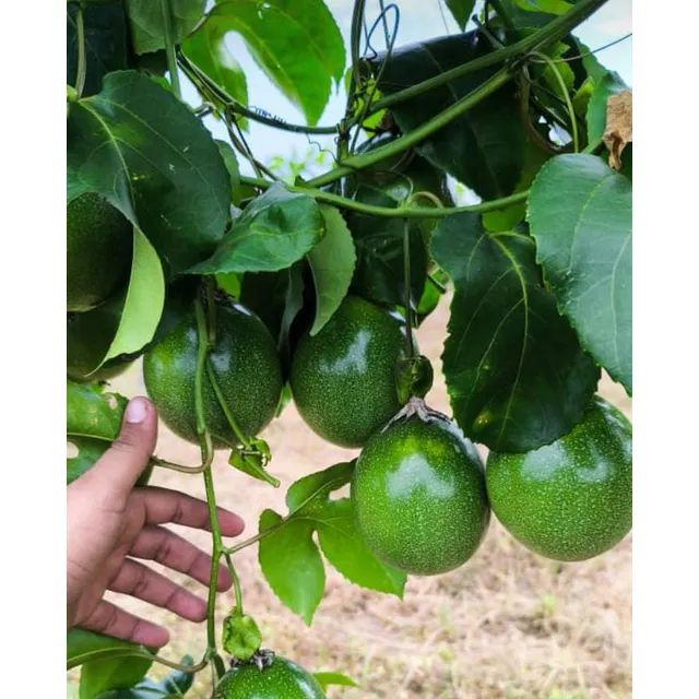 Semilla De Parchita Maracuya