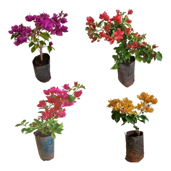 Kit 4 Mudas De Primavera: Roxa, Ocre, Laranja E Rosa