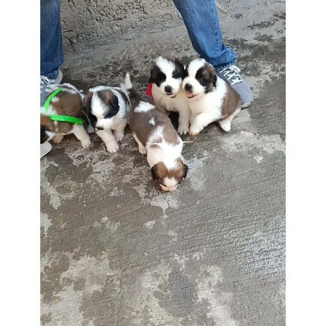 Cachorros San Bernardo
