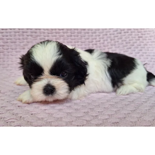 Cachorros Shih Tzu Hembras Con Pedigree Blanco Y Negro.