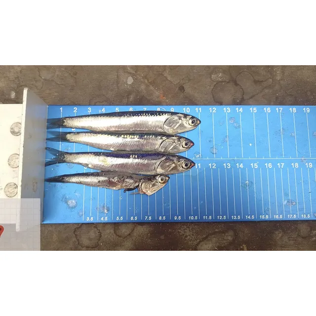 Ictiómetro Regla Para Medir Los Peces 1.40m Acuacultura