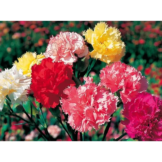 40 Semillas De Clavel Chabaud Gigante Mix - Flor Premium