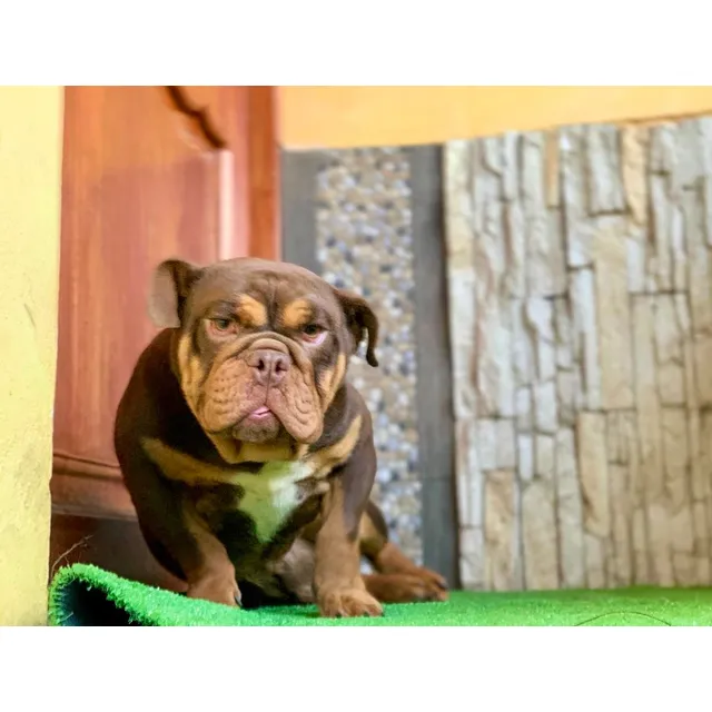 Bulldog Ingles
