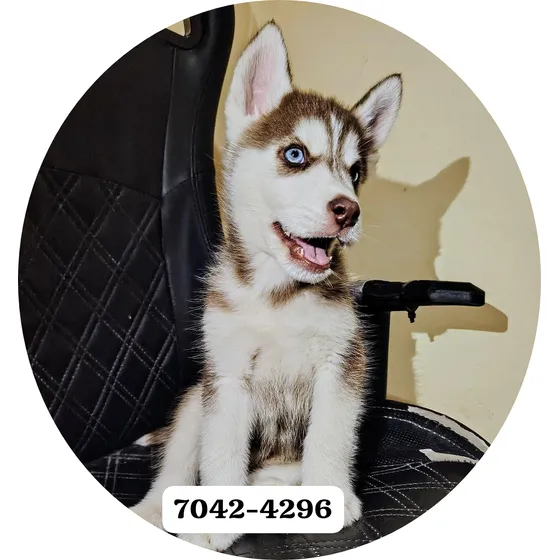 Husky Siberiano