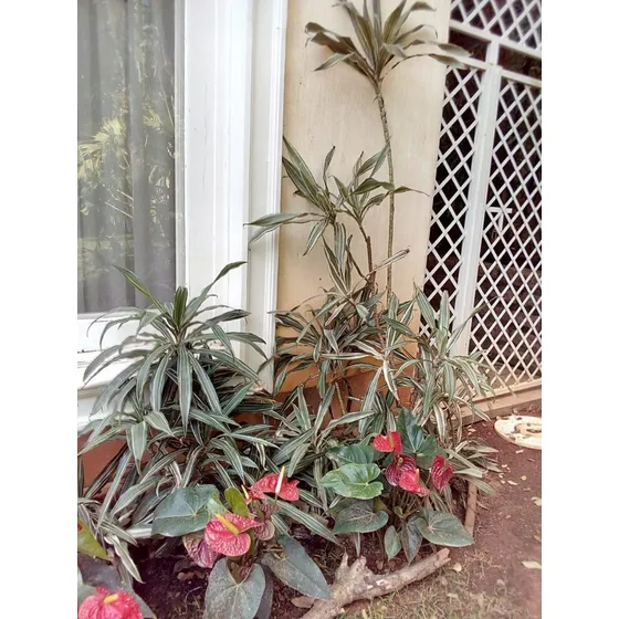 Dracena Variegada - Árvore 50cm - 1 Planta Externa
