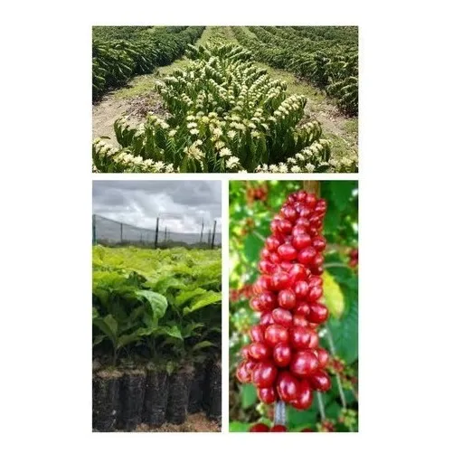 Café Conilon - Kit Com 10 Mudas - Prontas Para  Plantio