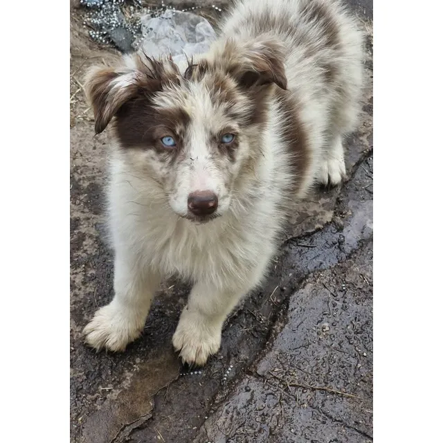 Border Collie Machos Merles Y Solidos