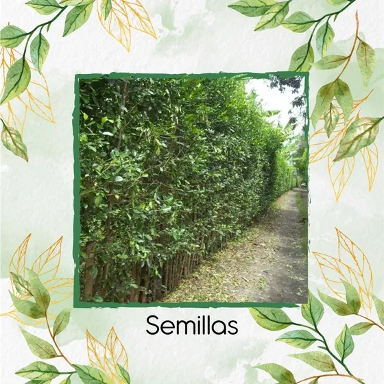 500 Semillas De Cerca Viva Limón Ornamental 