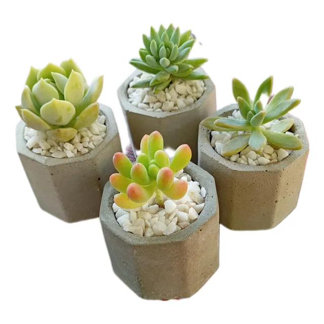 10 Macetitas Souvenirs Con Suculentas.