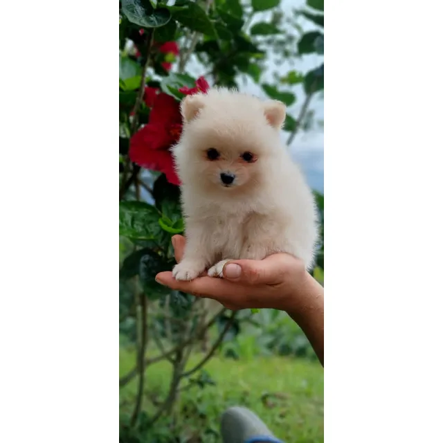 Cachorros Pomerania