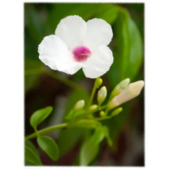 Bignonia Blanca Enredadera Floral