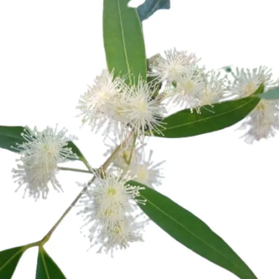 Anacahuita (blepharocalix Salicifolius)- Especies Nativas