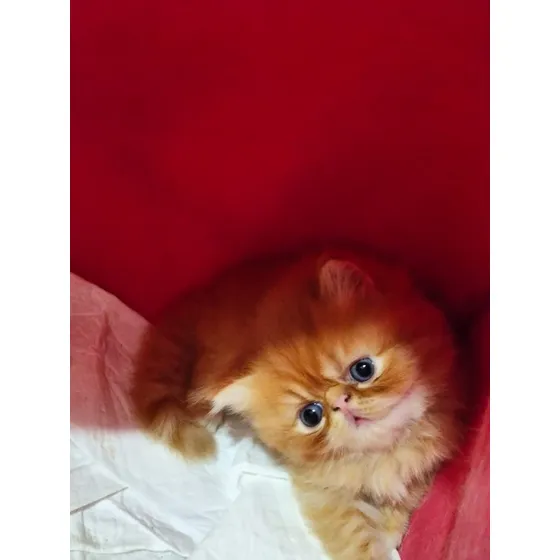 Gato Persa