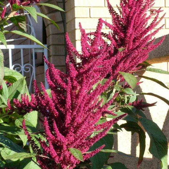 Sementes De Amaranto Pygmy Torch Para Flor E Comestível