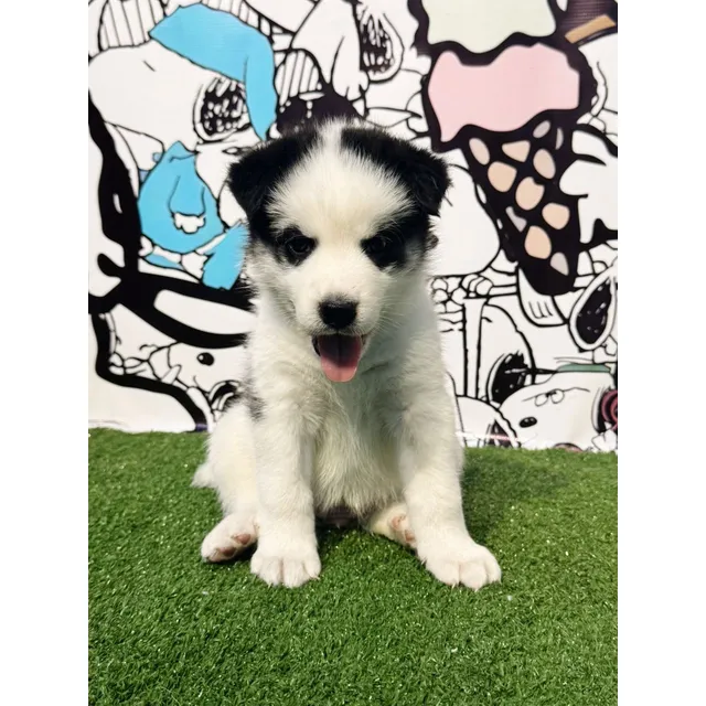 Cachorros Husky Siberiano Vacunados Y Desparasitados