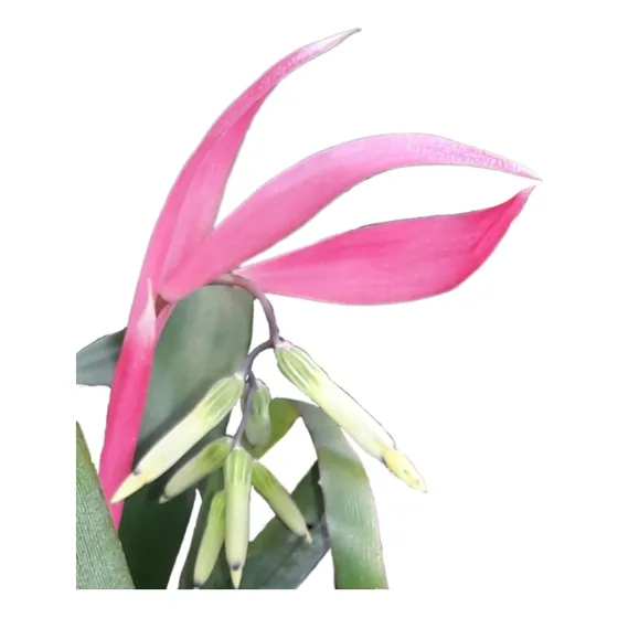 Bromelia O Lágrima De Reina Rosada