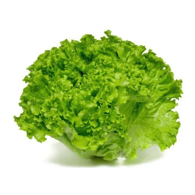 400 Semillas Lechuga Crespa - Huerta Verduras Hortalizas