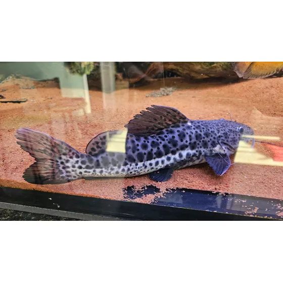 Peixe Pirarara Pira Onça Com 28 Na 30cm Peixe Amazônico Top