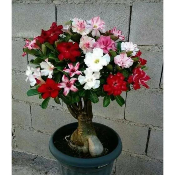Adenium 7 Colores + Semillas