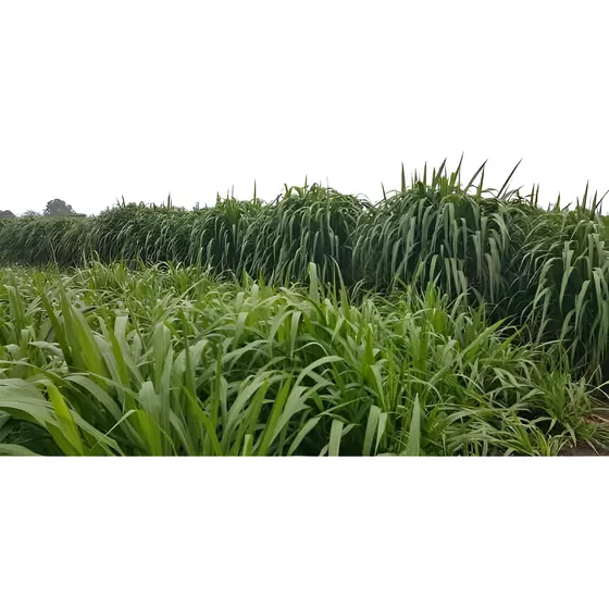 Pasto Cuba 22 Semilla En Estolones Bulto 25 Kg Envíos Gratis
