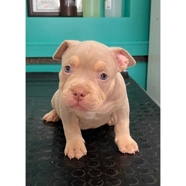 American Bully Cachorros Inscritos Abkc Pedigrí Exclusivo