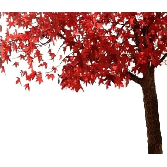 Liquidambar: La Magia Del Otoño. Colores Que Enamoran
