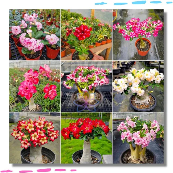 10 Mudas Rosa Deserto Dupla Tripla Quadrupla Especies Lindas