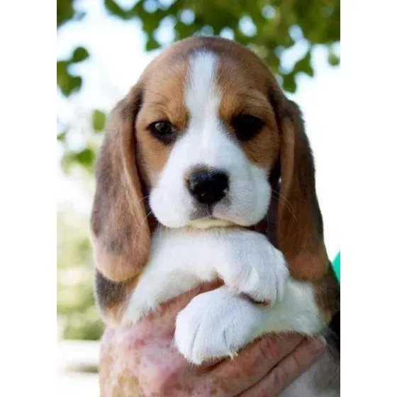 Hermosos Cachorros Beagle!!!